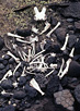 White goat bones are strewn across black, volcanic rock and scrubby grass.