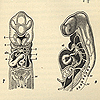 Depictions of central circulatory system of fish, bactarian, reptile, bird, and human, from Cope’s Origin of the fittest.