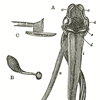 Diagrammatic depiction of orchid with all its petals removed in order to clearly illustrate areas of fertilization, from Darwin's On the fertilization of orchids.