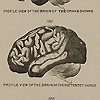 Page of text and image of profile view of the brain of an orangutan, the hottentot Venus, and mathematician Carl Gauss, from Chapman's Evolution of life.