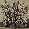 Frontispiece consisting of an image of a tree representing the "tree of life" and title page from Mason’s Creation by evolution.