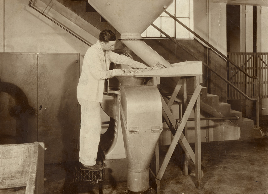 Photo of pancreas glands being moved into a hopper by a man.