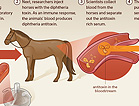 Infographic of how diphtheria antitoxin was made.