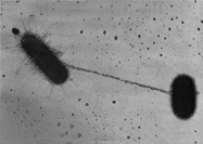 Microphotograph of two E. coli bacteria exchanging DNA through conjugation.  Four views of E. coli bacteria by scanning electron microscope.