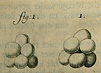 Three black and white drawings of globules of yeast.  Yeast are represented by groups of spheres arranged in small clusters.