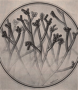 Drawing of strands of Penicillium mold as they appear through a microscope.