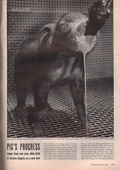 A piglet in a mesh cage drinking milk from a plastic spout as milk runs down its chin.