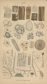 Graphic illustrations of various micobes numerically numbered.