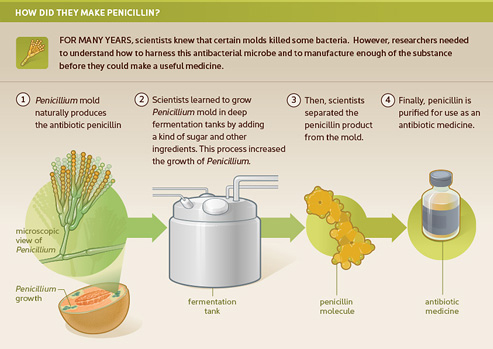 Infographic on how penicillin was made.