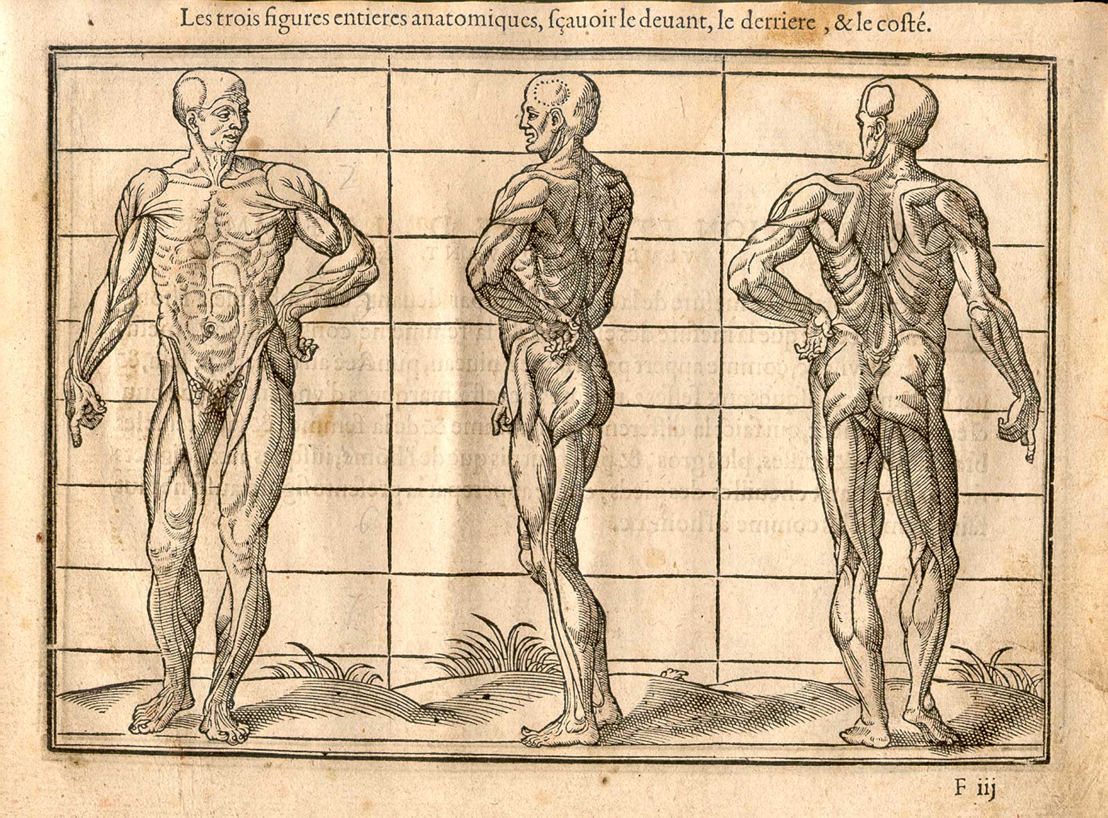 Анатомия человека 1. Анатомические пропорции. Анатомия человека для художников. Анатомические пропорции тела человека. Анатомия для художников пропорции тела.