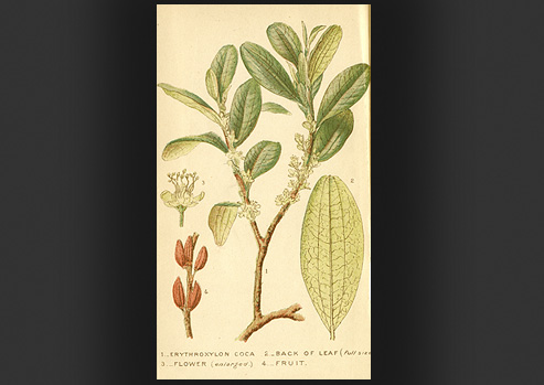 Scientific drawing of the plant Erythroxylon coca (coca(.