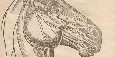 Woodcut of a horse’s head in profile with muscles, arteries and bones of the skull exposed.