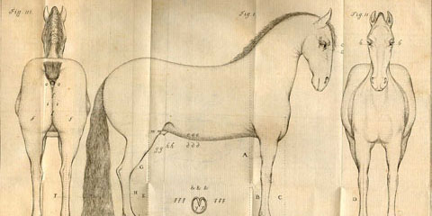 Copperplate engraved illustration of a horse’s proportions, showing three horses: on the far left the horse is shown from the rear, in the center the horse is facing right, on the far right the horse is shown from the front, with caption, “Direzioni de’ membri del cavallo”